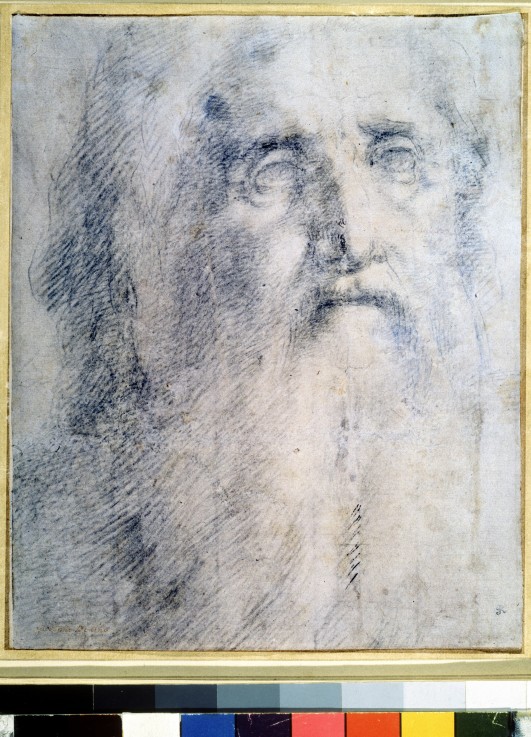 Study of an old Man's head with a beard from Domenico Beccafumi