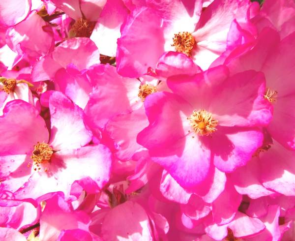Blumen in der Sommersonne from Doris Beckmann