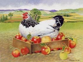 Hen in a Box of Apples, 1990 (acrylic) 