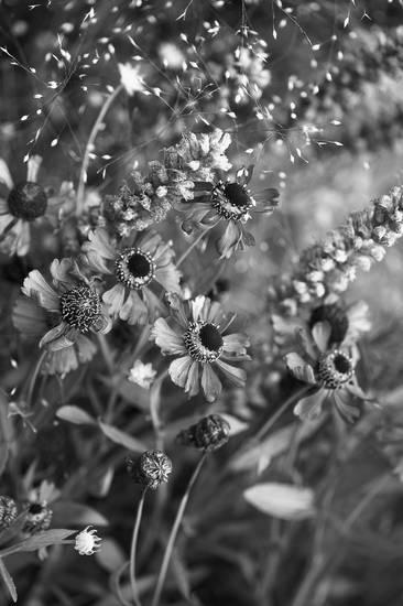 Blumen in schwarz-weiss