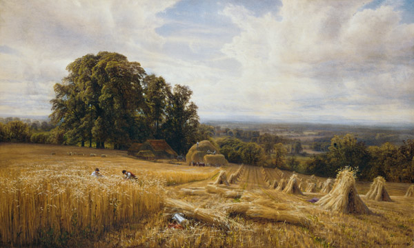 Grain harvest from Edmund George Warren