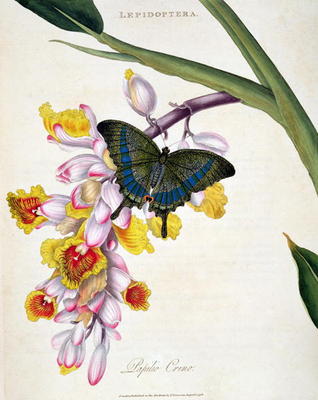 15:Butterfly: Papilo Crino pub. by the artist, 1798 from Edward Donovan