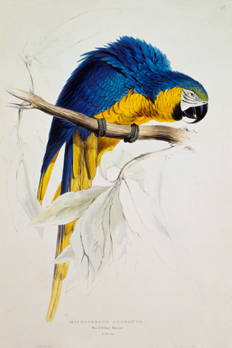 The blue yellow macaw from Edward Lear