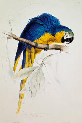 The blue yellow macaw
