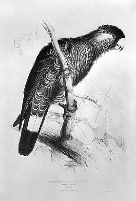 Calyptorhynchus Baudinii, or Baudin''s Cockatoo