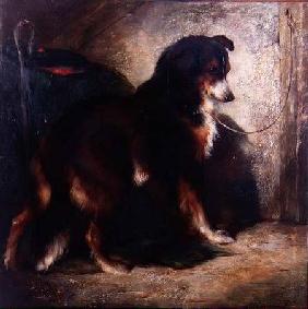 The Shepherd's Collie