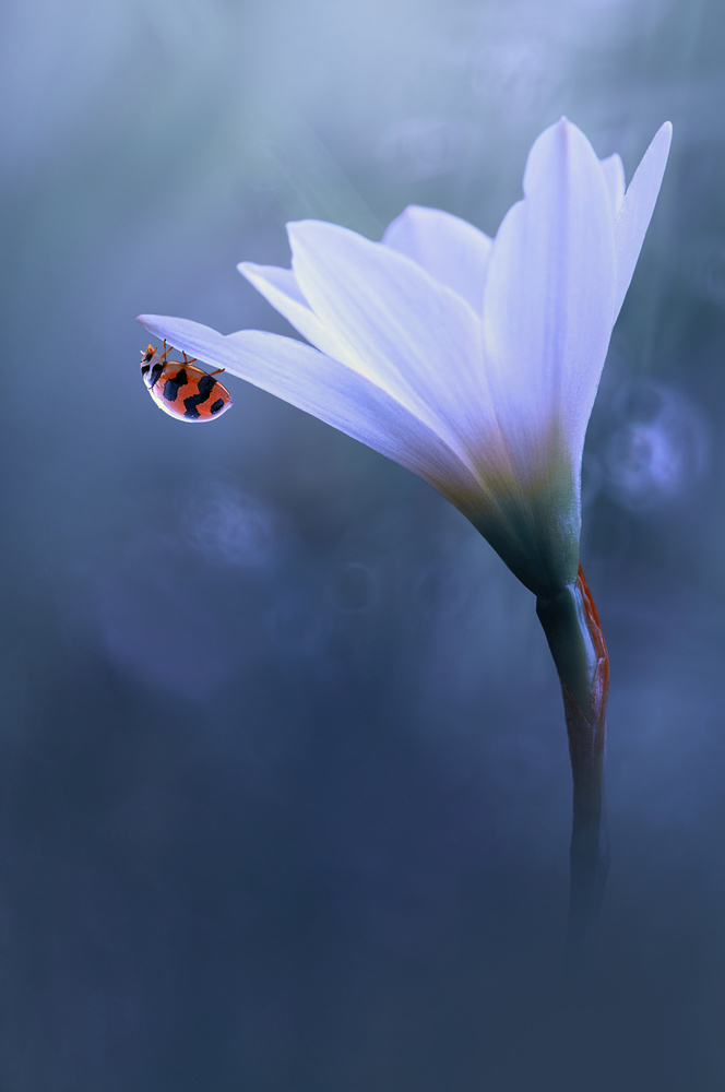 Beautiful Ladybug from Edy Pamungkas