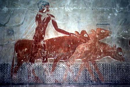 Cattle fording a canal in the Mastaba Chapel of Ti, Old Kingdom from Egyptian
