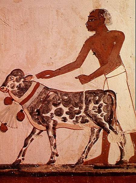 Peasant leading a cow to sacrifice, from the Tomb of Menna from Egyptian
