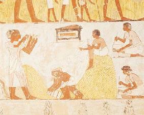 Recording the harvest, from the Tomb of Menna