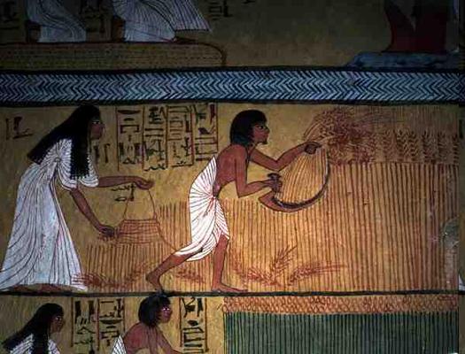 Detail of a harvest scene on the East Wall, from the Tomb of Sennedjem, The Workers' Village, New Ki from Egyptian 19th Dynasty