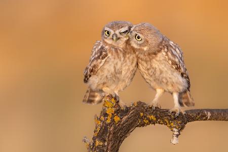 Little owl chick in a moment of brotherhood :)