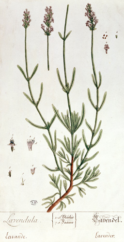 Lavender, plate from 'Herbarium Blackwellianum' by the artist from Elizabeth Blackwell