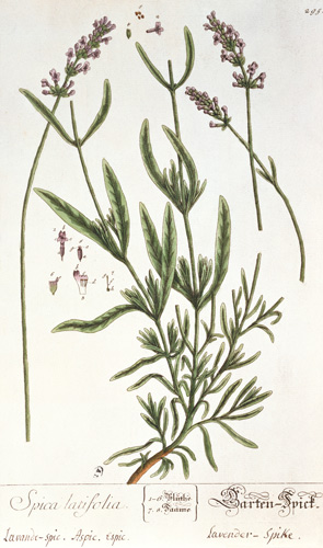 Lavender Spike, plate from 'Herbarium Bl - Elizabeth Blackwell as art ...