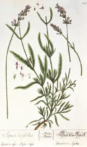 Lavender Spike, plate from 'Herbarium Blackwellianum' by the artist