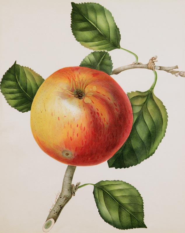 An Apple from Elizabeth Jane Hill