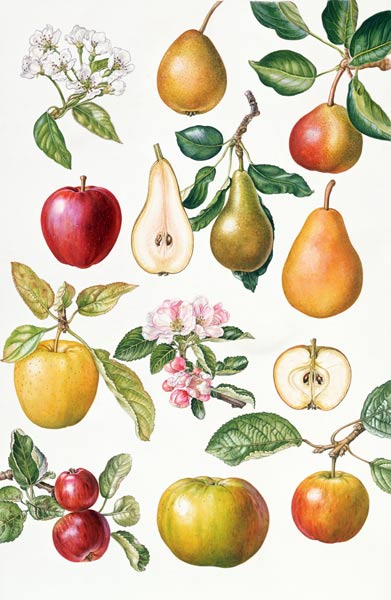 Apples and Pears (w/c)  from Elizabeth  Rice