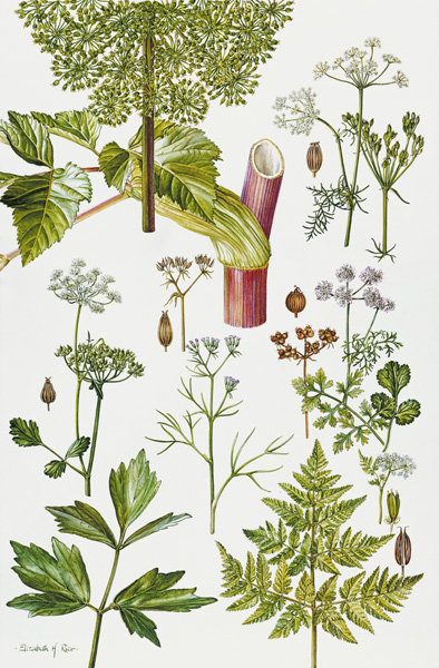 Garden Angelica and other plants (w/c)  from Elizabeth  Rice