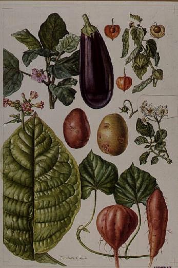 Potato, Aubergine, Tobacco and Winter Cherry (w/c)  from Elizabeth  Rice