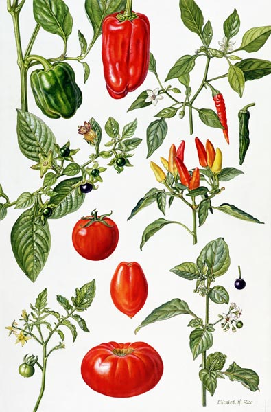Tomatoes and related vegetables, 1986 (w/c on paper)  from Elizabeth  Rice