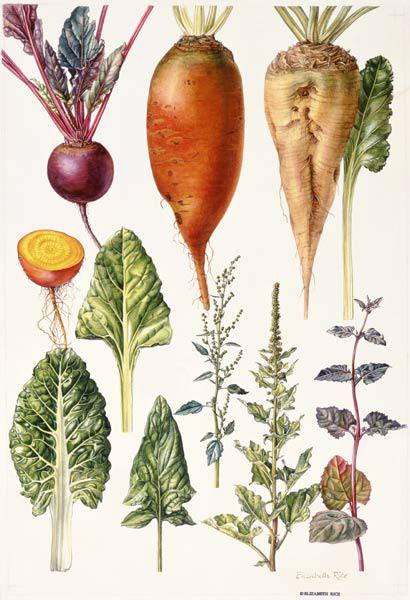 Beetroot and other vegetables (w/c) 