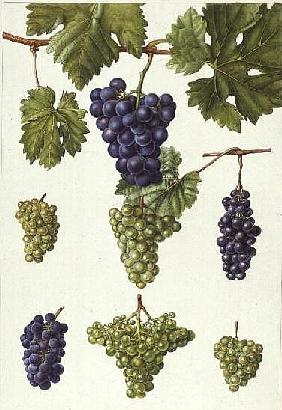 Grapes (w/c) 