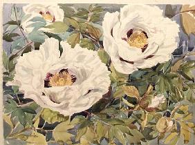 White Tree Peony (w/c)