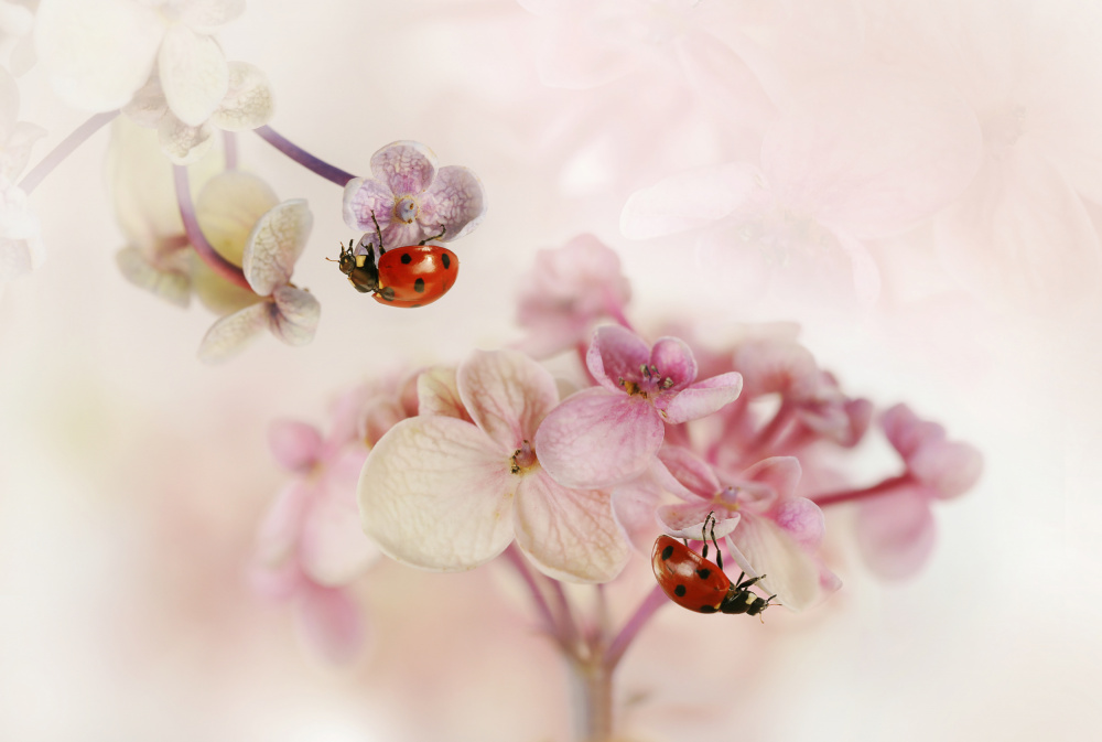 Flowers and ladybirds from Ellen Van Deelen