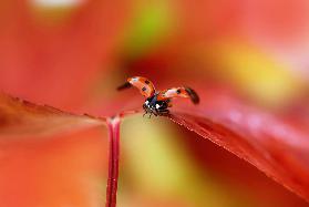 Ladybird in autumn
