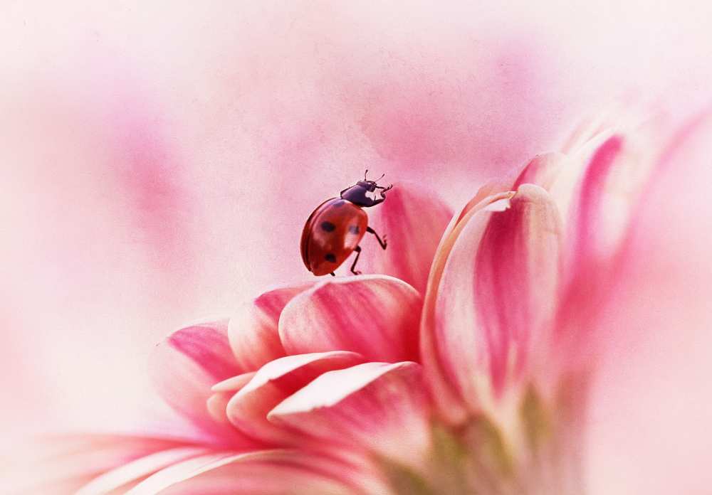 Ladybird on Gerbera from Ellen Van Deelen