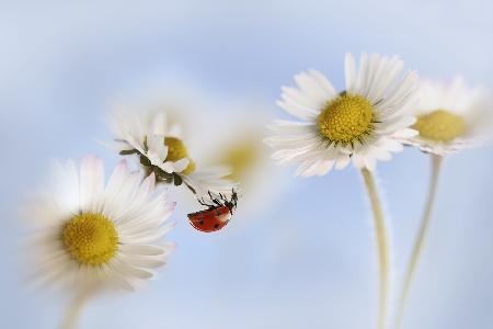 Ladybird and daisies