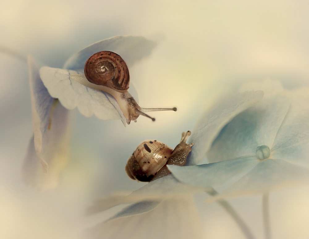 Snails from Ellen Van Deelen