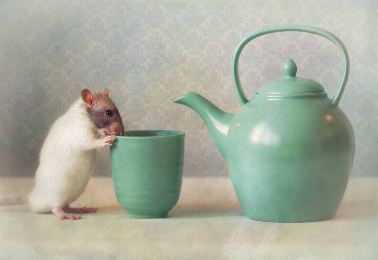 The Teapot from Ellen Van Deelen