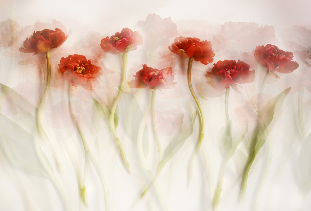 Tulips (II) from Ellen Van Deelen