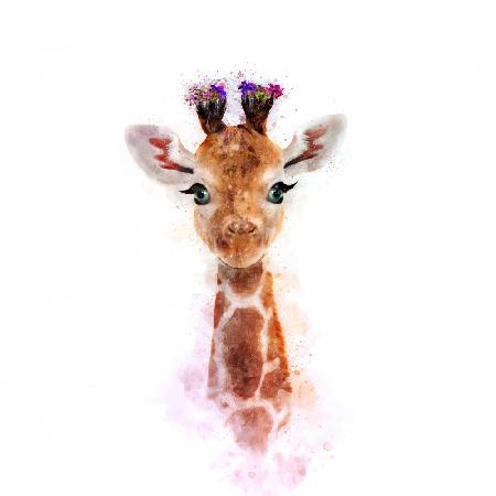 Baby Giraffe