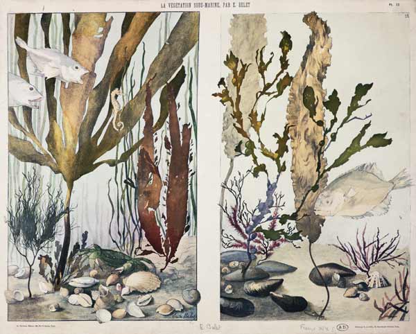 Seaweed, fishes, sea horse, crab and shellfish, illustrated plates from 'La Vie sous marine' from Emile Belet