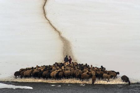 Sheep drinking water