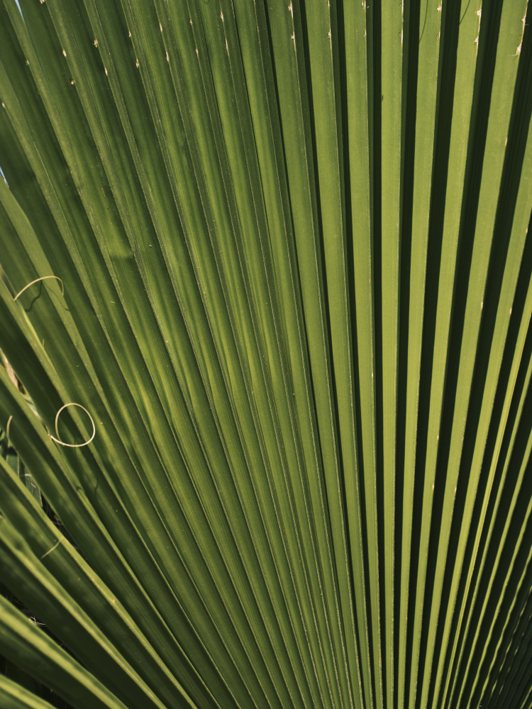 palm leaf from engin akyurt