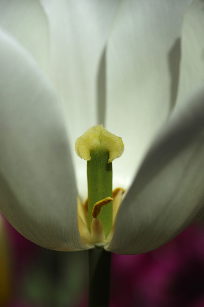 white tulip close up from engin akyurt