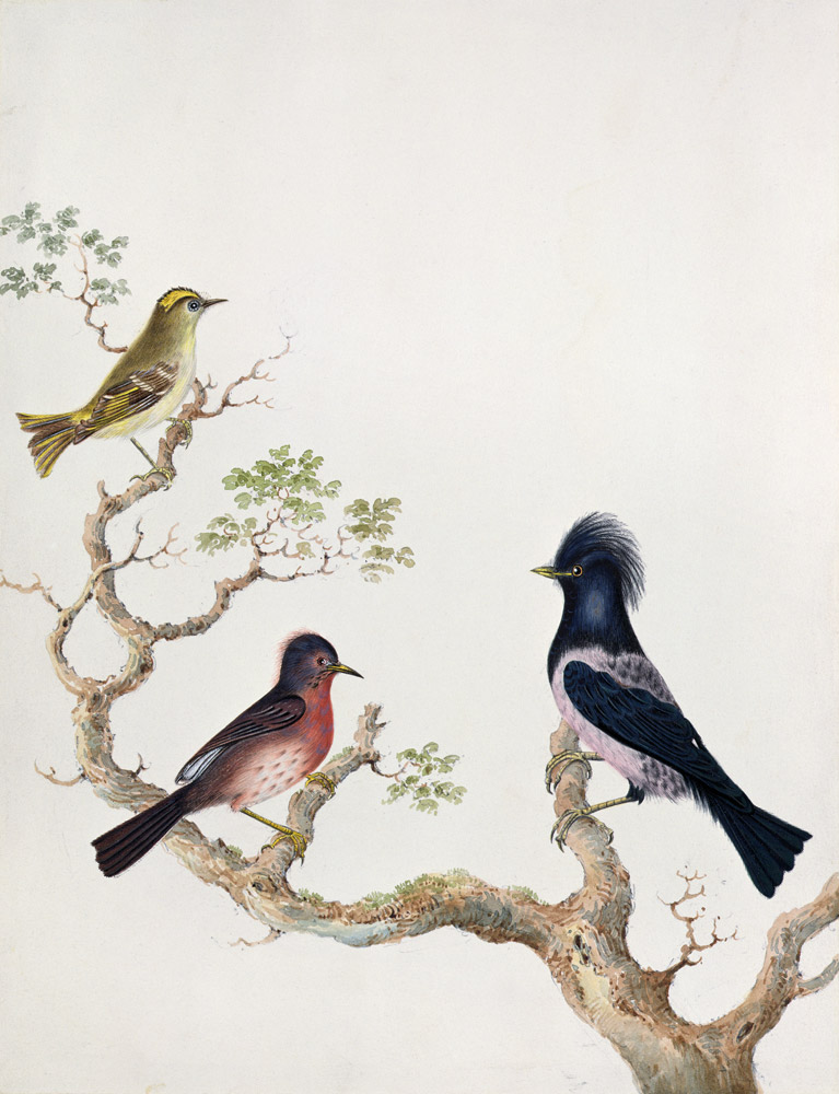 A Golden Crested Wren, a Dartford Warbler and a Rose Coloured Thrush or Ouzel from English School