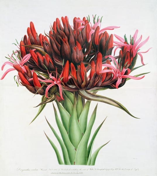 Gymea Lily from English School