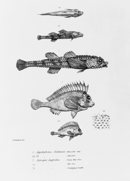 Aspidophorus Chiloensis and Agriopus Hispidus, plate 7 from ''The Zoology of the Voyage of H.M.S Bea from English School