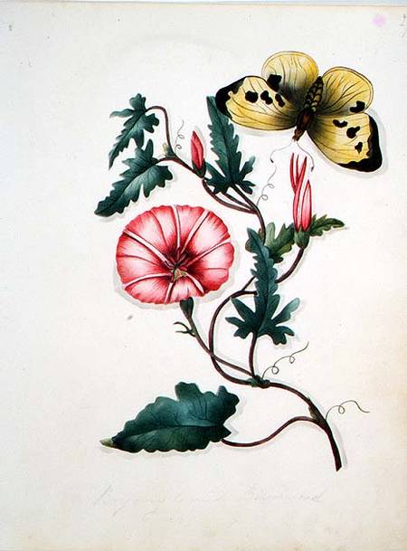 Convolvulus with Yellow Butterfly, from `Flowers' an English Botanical Manuscript (c.1840) from English School