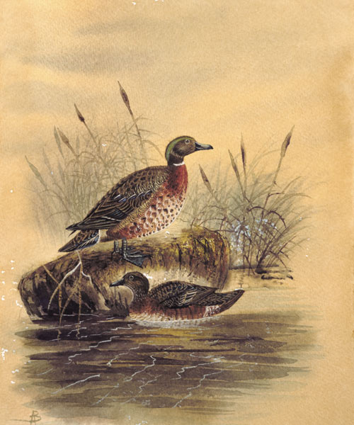 Two Ducks by a Reeded Bank from English School