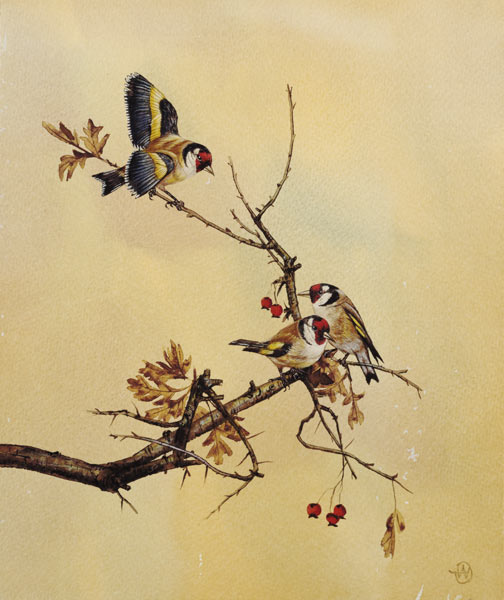 Goldfinches from English School