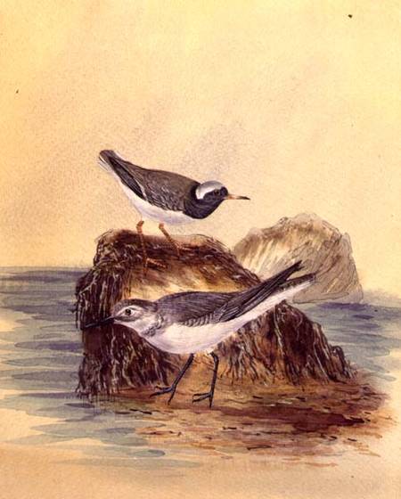 Terns from English School