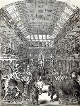 The Hunterian Museum, at the Royal College of Surgeons, from ''The Illustrated London News'', 4th Oc