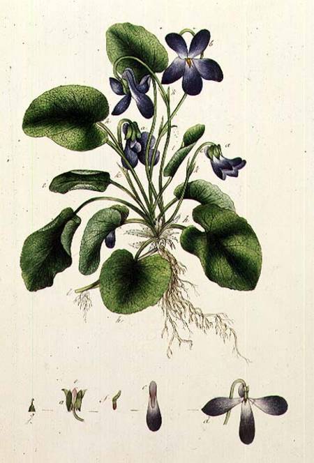 Violets page from an Album of Botanical Studies from English School