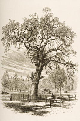 Liberty Tree, Boston Common, in c.1870, from 'American Pictures' published by the Religious Tract So from English School, (19th century)