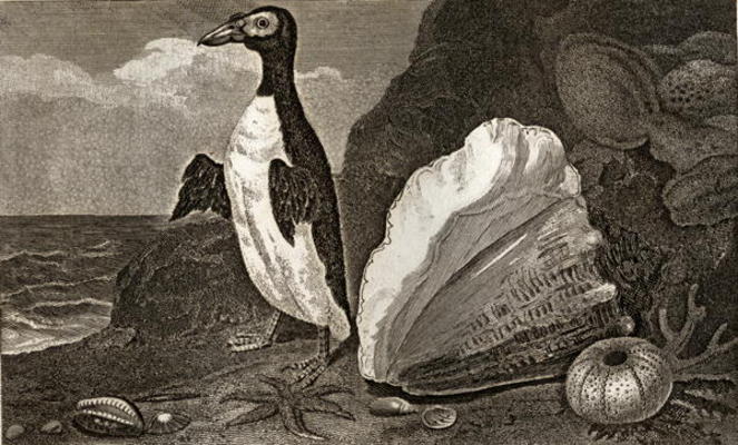 The Penguin with the conch and other shells and sponges (engraving) from English School, (19th century)